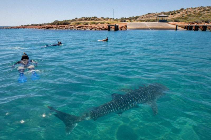 Snorkellers at the surface beside a whale shark on Ningaloo Reef
