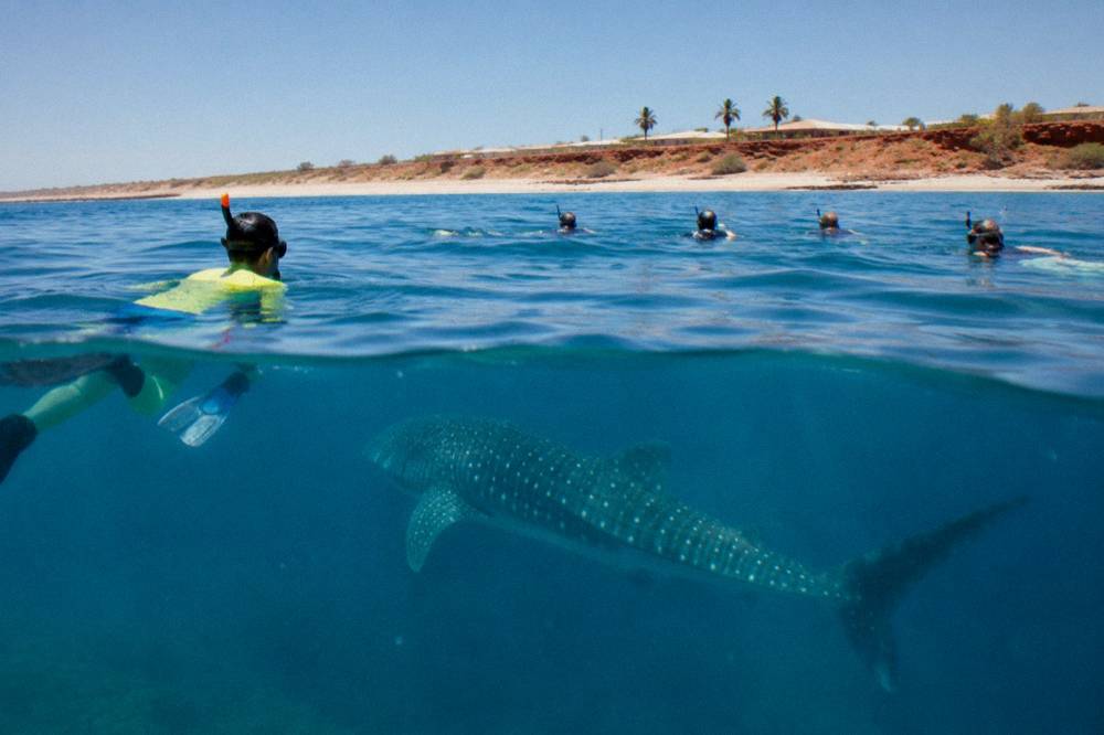 A guide snorkelling beside a small group of swimmers near a whale shark at Ningaloo